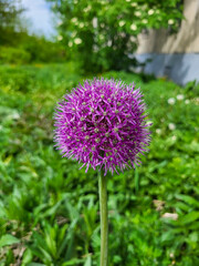 Large purple flower of decorative onion on a green blurred background