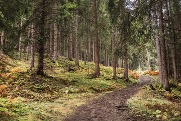 path in the pine forest