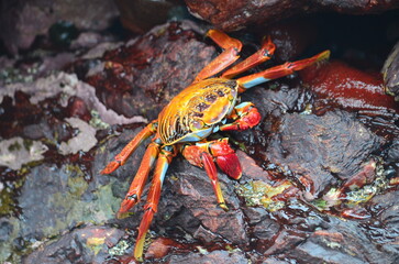 Cangrejo rojo de las rocas (Grapsus grapsus) en Isla Lobos de Afuera, Perú