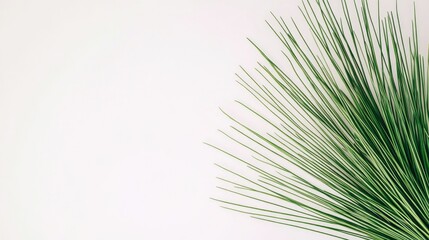 Obraz premium Lush green plant sprig on white background.