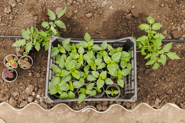 PEPPER SEEDLINGS From Soil to Harvest Seedlings and Vegetables Thrive in the Garden