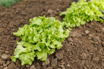Blossoming Bounty Seedlings and Vegetables Flourish in the Garden, SALAD LEAVES