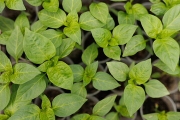 PEPPER SEEDLINGS Rooted in Growth Seedlings and Vegetables Sprout in the Garden