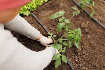 Hands-on Gardening Close-up Shot of Farmer Planting Seedling