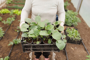 Nurturing Nature Woman's Gloved Hands Care for Vegetable Seedling