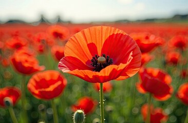 Fototapeta premium Vibrant red poppy flowers blooming in a picturesque field under bright sunlight