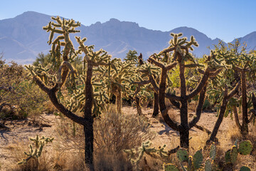 Fototapeta premium Cholla cacti backlit with Catalina mountain range seen in Tucson Arizona