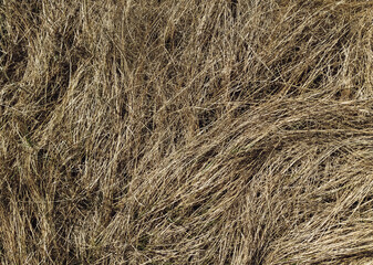 Old dried grass in the autumn forest. Texture of couch grass and other herbs.