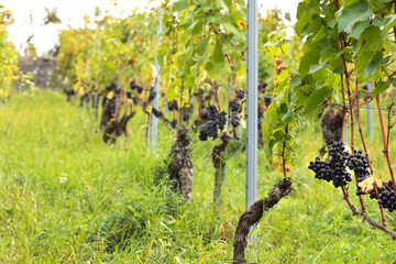Ripe blue grapes hanging on the vine between leaves and branches, wine-growing on a steep slope....