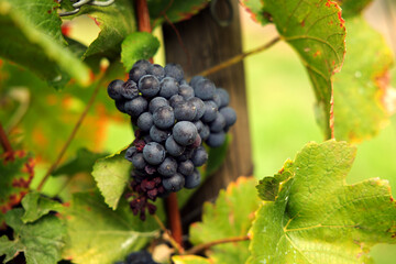 Close-up blue grapes, ready to harvest. Assmanshausen, Rheingau in Germany. Vineyard, steep slope,...