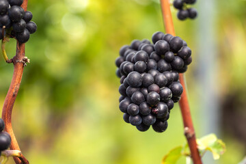 Close-up blue grapes, ready to harvest. Assmanshausen, Rheingau in Germany. Vineyard, steep slope, wine farmland.
