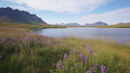 Obraz premium Beautiful summer landscape with Stokksnes mountain range in Iceland. Colorful meadow full of purple flowers near lake and blue sky, high resolution photography, insanely detailed, fine details, stock