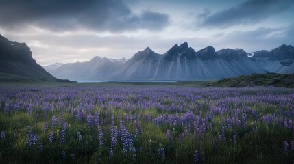Beautiful summer landscape with Stokksnes mountain range in Iceland. Colorful meadow full of purple flowers near lake and blue sky, high resolution photography, insanely detailed, fine details, stock