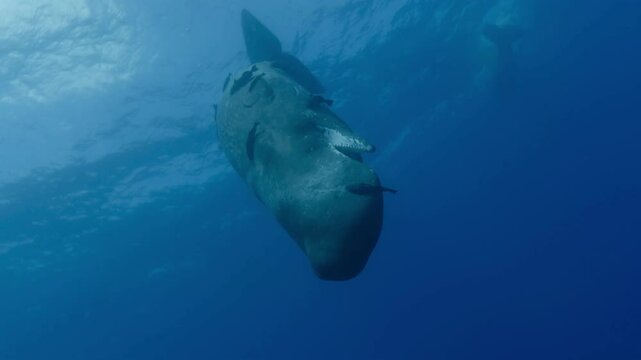 Impressive underwater shot of a young sperm whale upside down, looking at the camera while emitting loud echolocation clicks and spinning. Eye visible at the end.