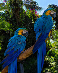 Pareja de Guacamayas Posando
