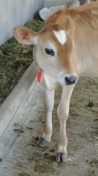 Ternerito