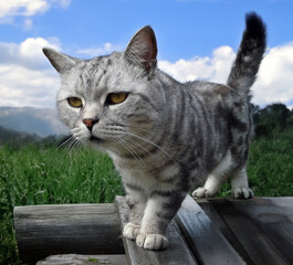 Obraz premium Wild cat in nature. Beautiful big tabby gray cat. Cat lurking on wood mountain landscape. Newly generated sky background.