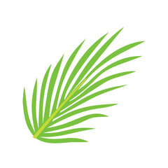 Obraz premium Vector illustration of Tropical green palm tree leaf or coconut leaf isolated