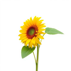 Fototapeta premium Beautiful sunflower, with isolated on white background 