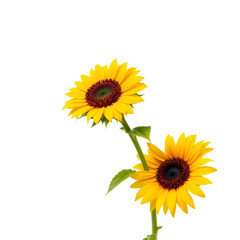 Obraz premium Beautiful sunflower, with isolated on white background 