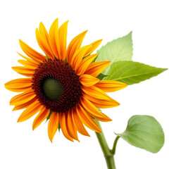 Fototapeta premium Beautiful sunflower, with isolated on white background 