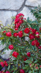 Цветущие розы