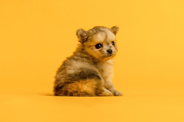 A cute chihuahua crossbreed puppy dog in front of yellow studio background