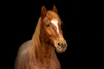 Obraz premium Black Shot portrait of a red roan horse gelding