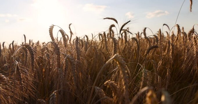 harvest of yellow rye cereals, a monocultural field with ripe rye in the countryside at sunset