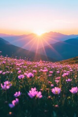 Fototapeta premium The sun shines on the vibrant pink firefall flowers in Clipper Field, Great National Park at sunrise, with towering mountains visible across the horizon. The colorful wildflowers line the valley floor