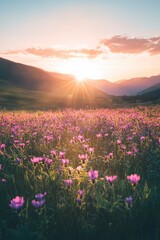 Obraz premium The sun shines on the vibrant pink firefall flowers in Clipper Field, Great National Park at sunrise, with towering mountains visible across the horizon. The colorful wildflowers line the valley floor
