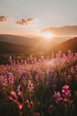 The sun shines on the vibrant pink firefall flowers in Clipper Field, Great National Park at sunrise, with towering mountains visible across the horizon. The colorful wildflowers line the valley floor