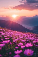 Obraz premium The sun shines on the vibrant pink firefall flowers in Clipper Field, Great National Park at sunrise, with towering mountains visible across the horizon. The colorful wildflowers line the valley floor