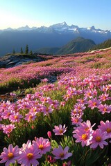 Obraz premium The sun shines on the vibrant pink firefall flowers in Clipper Field, Great National Park at sunrise, with towering mountains visible across the horizon. The colorful wildflowers line the valley floor