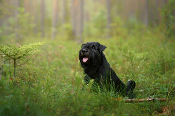 A Schnauzer sits in a sunlit forest clearing, looking towards the camera. The dog calm expression blends with the serene woodland environment.