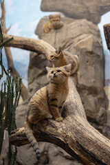 Trio of Sand Cats Perched on a Branch and Rocks in a Desert-Themed Habitat