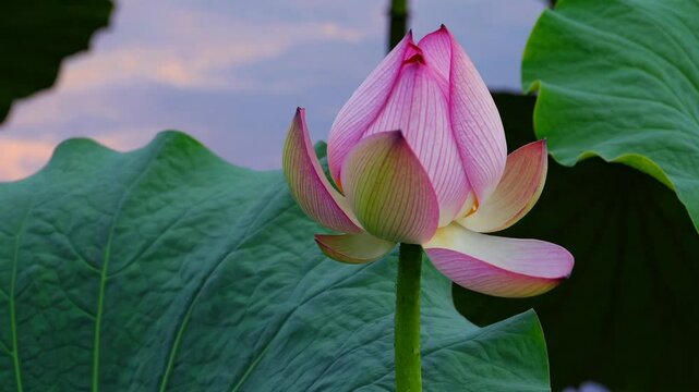 Pink lotus flower in bloom surrounded by lush green leaves, serenity and nature concept