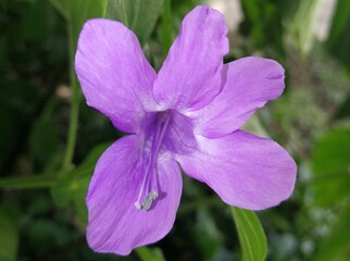 flor morada