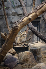 Sand Cat Sitting in a Planter Surrounded by Rocks and Branches in a Desert-Themed Habitat