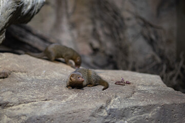 Pair of Dwarf Mongooses Resting on a Rock in a Naturalistic Habitat
