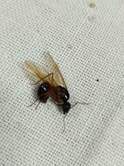 Formiga Tanajura. inseto Atta