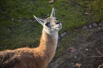 Close-Up of a Curious Guanaco Looking Up Against a Green Grass Background