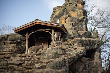 Two Mountain Goats Exploring a Rocky Habitat with a Rustic Wooden Shelter