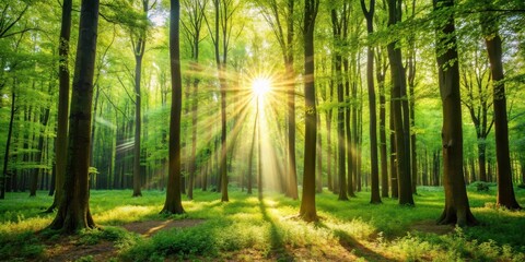 Forest in spring with bright sunlight filtering through trees, spring, nature,  spring, nature, natural beauty