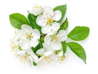 Obraz premium A group of white pear blossoms with green leaves.
