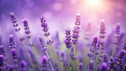 Fototapeta premium Lavender Flowers and Stems, lavender, purple, lavender, purple, foliage, flowerset, nature, leafy, floral, flower