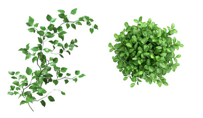 Photorealistic Greenery Isolated on White Background - Natural Beauty
