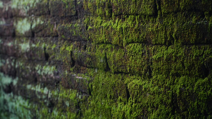 Green moss on brick wall. Focus selected