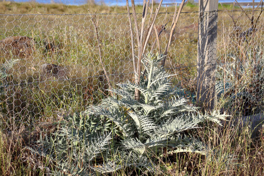 thistle weed plant in field of dry grass