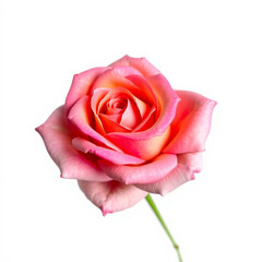 Beautiful rose flower clpart, with isolated on white background 